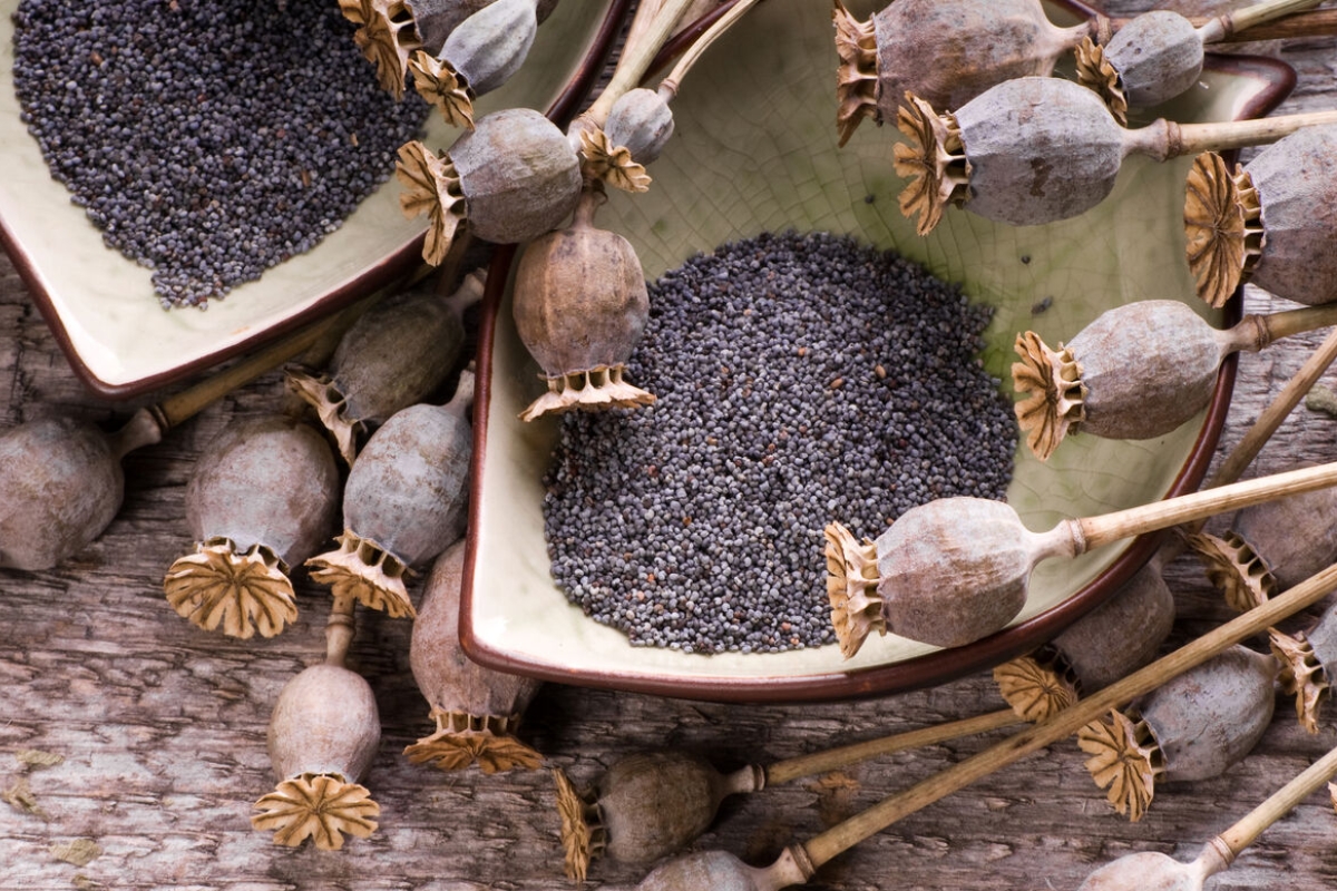 NUTSMAN BLOG Mák – Výživová bomba plná vápníku a zdravých tuků 2