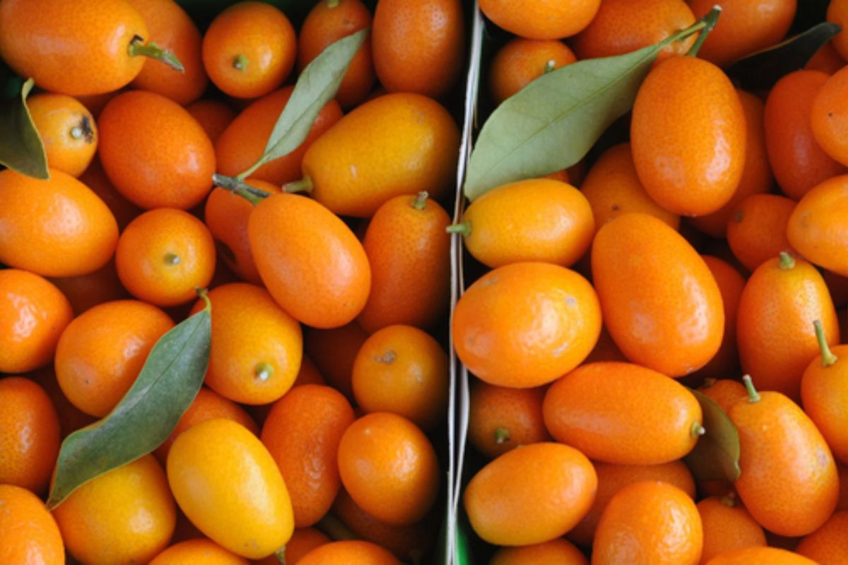 NUTSMAN BLOG Malé ovoce s velkou chutí Kumquat jako exotická lahůdka 3