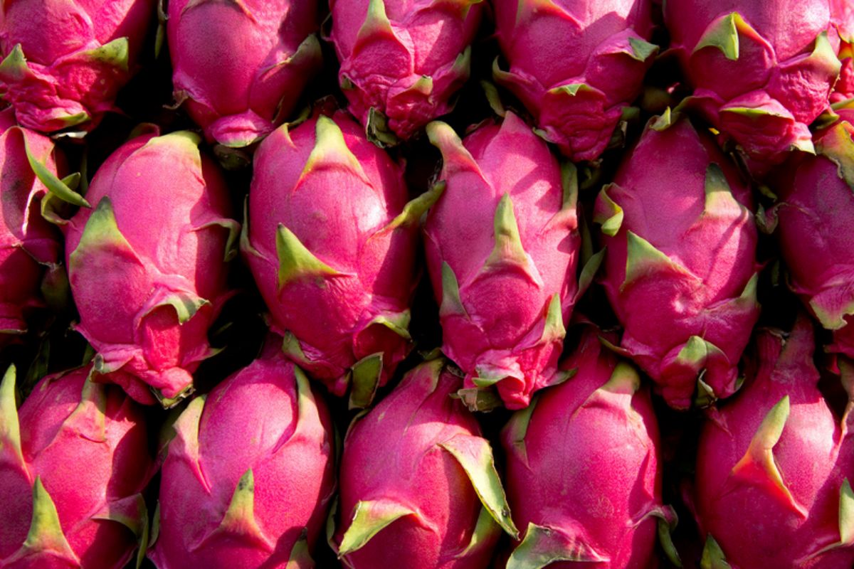 NUTSMAN BLOG Pitahaya - dračí ovoce Exotická lahůdka plná vitaminů 14