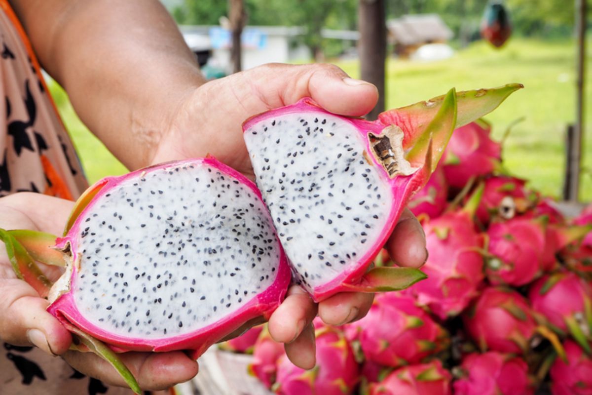 NUTSMAN BLOG Pitahaya - dračí ovoce Exotická lahůdka plná vitaminů 24