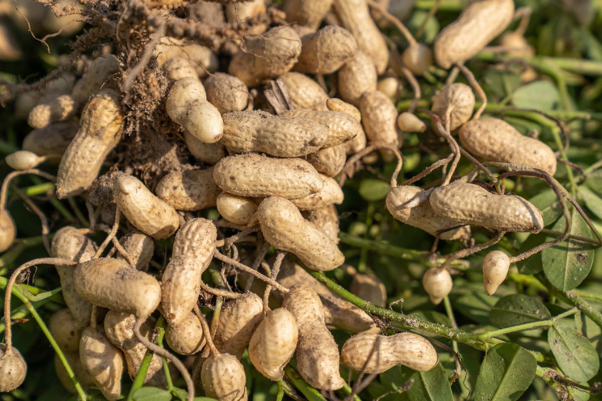 NUTSMAN BLOG Podzemnice olejná Skvělá ingredience pro vaše jídla 17