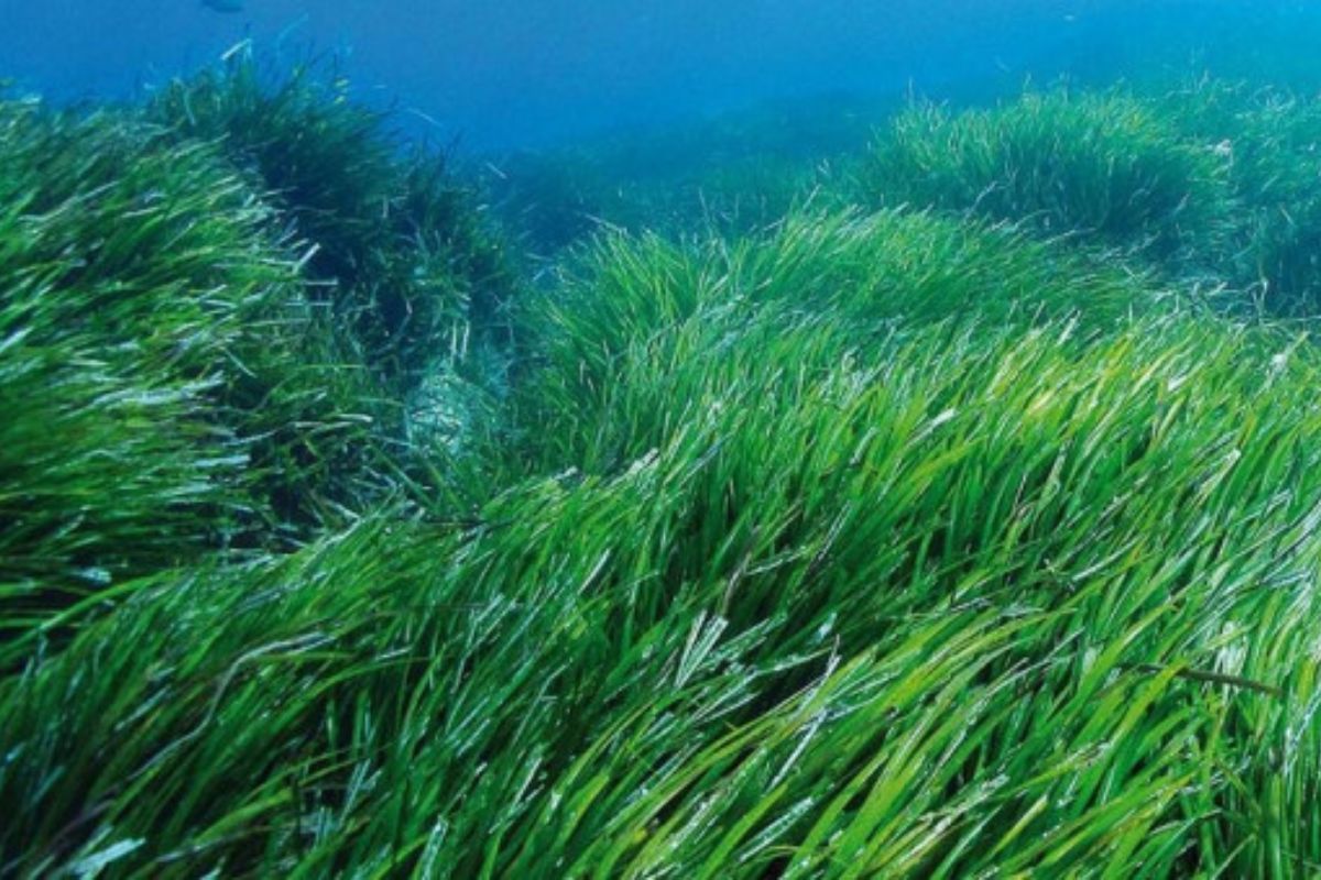 NUTSMAN BLOG Spirulina Superpotravina pro vaše zdraví 4