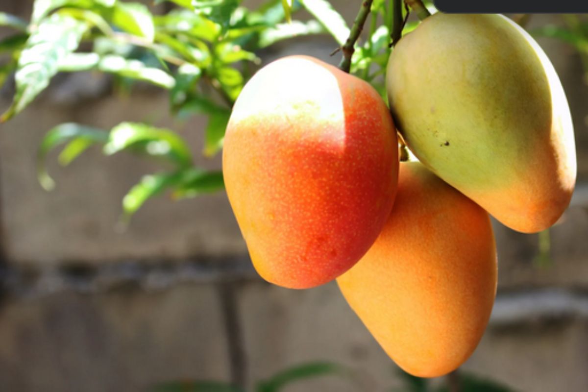 NUTSMAN BLOG Mango Královské ovoce plné chuti 3