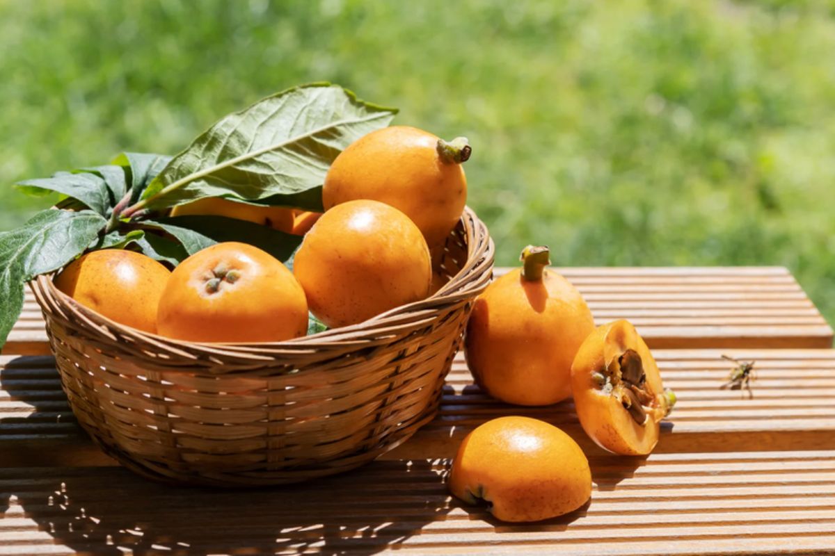 NUTSMAN BLOG Mišpule_ Neznámé ovoce plné vitamínů a minerálů 13