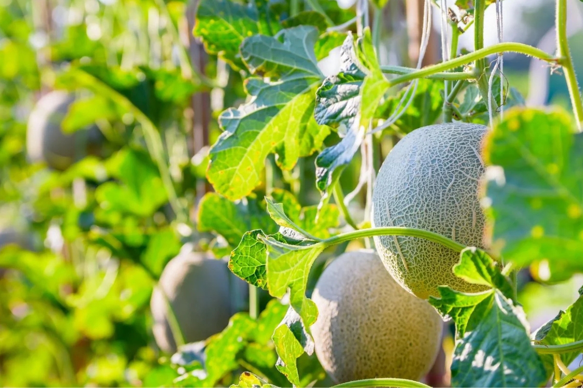 NUTSMAN BLOG Cantaloupe_ Letní meloun plný osvěžující chuti 3