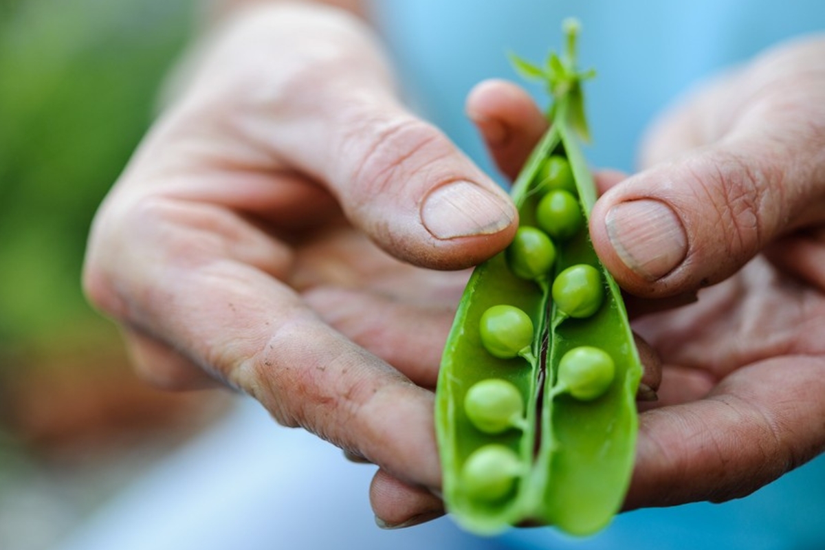 NUTSMAN BLOG Hrášek v kuchyni inspirace pro rychlé a chutné recepty 3