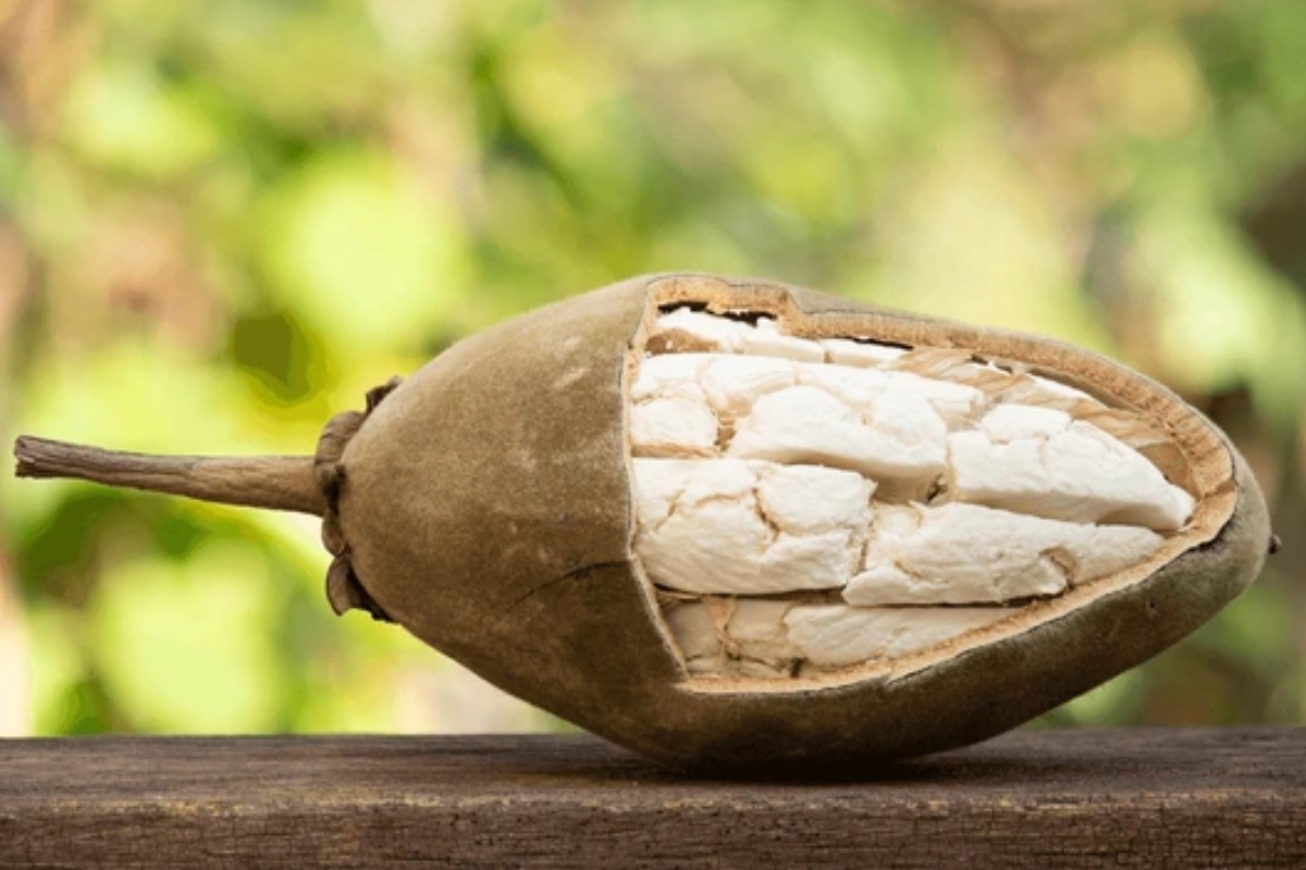 NUTSMAN BLOG Baobab – Superpotravina plná vitamínů a antioxidantů 3