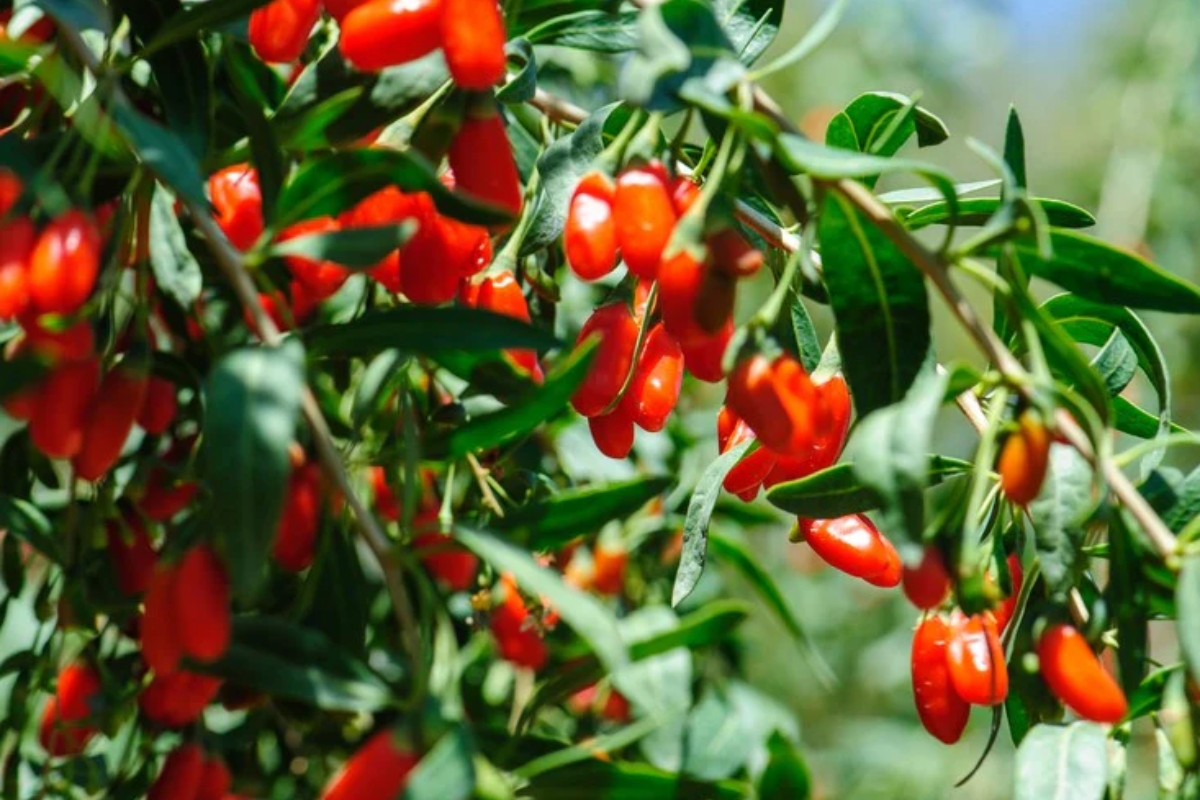 NUTSMAN BLOG Kustovnice čínská – Tajemství goji pro zdraví a dlouhověkost 3