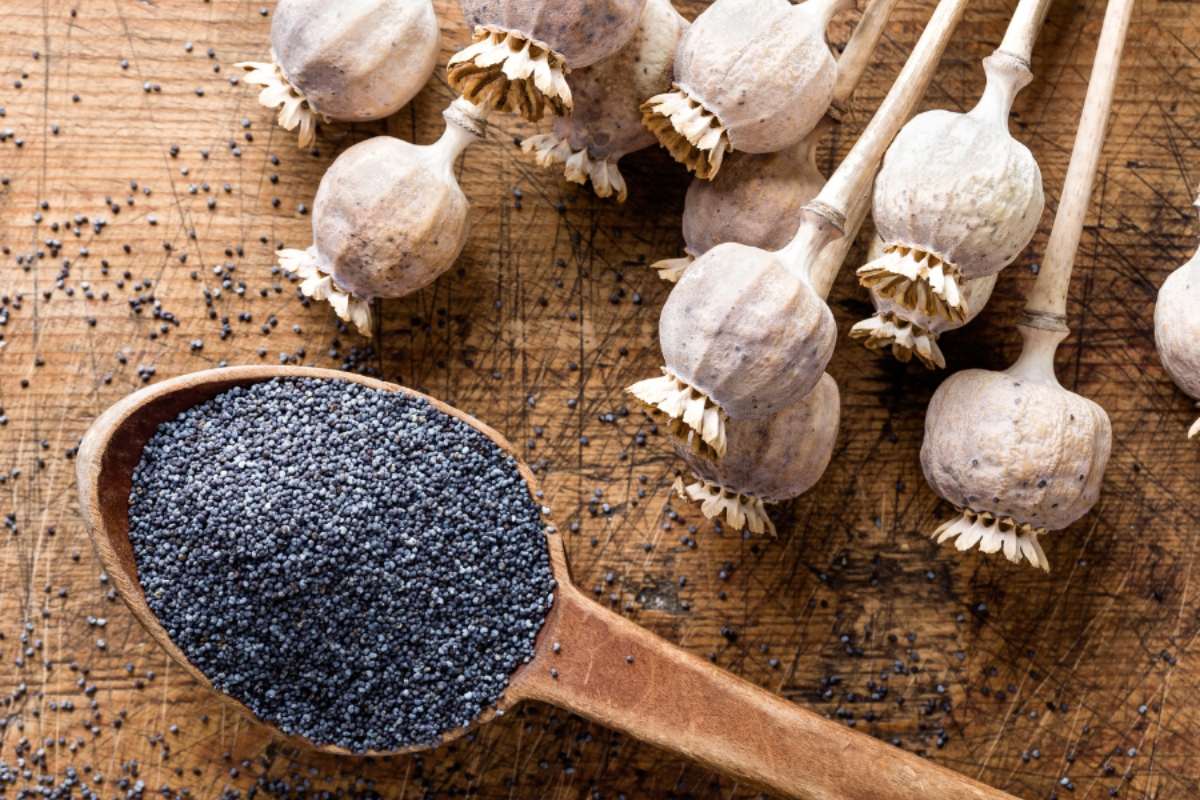 NUTSMAN BLOG Mák – Výživová bomba plná vápníku a zdravých tuků 3