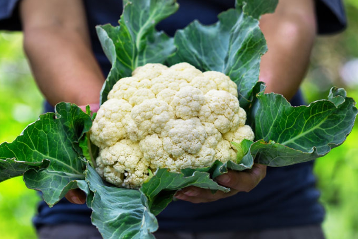 NUTSMAN BLOG Zdravé květákové placičky pečené v troubě_ Lehký a chutný recept 3