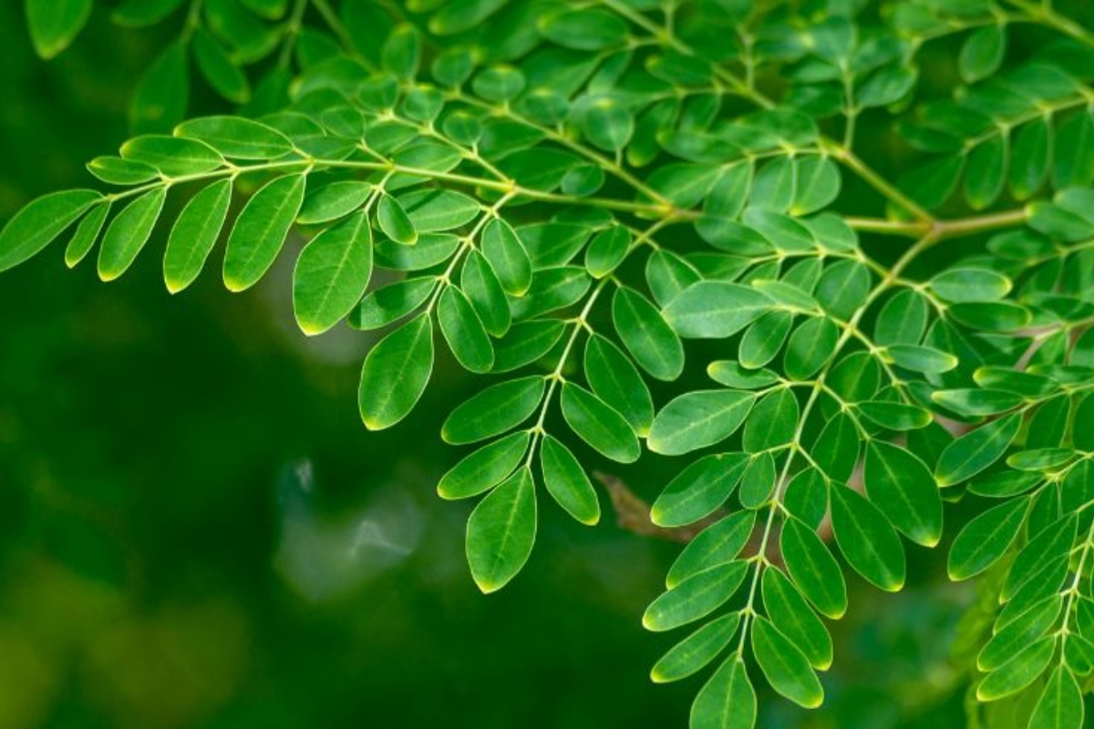 NUTSMAN BLOG Moringa_ Superpotravina pro zdraví a energii 3