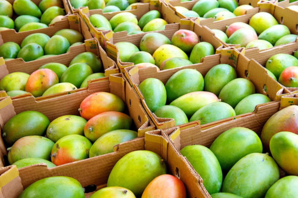 NUTSMAN BLOG Mango Královské ovoce plné chuti 14