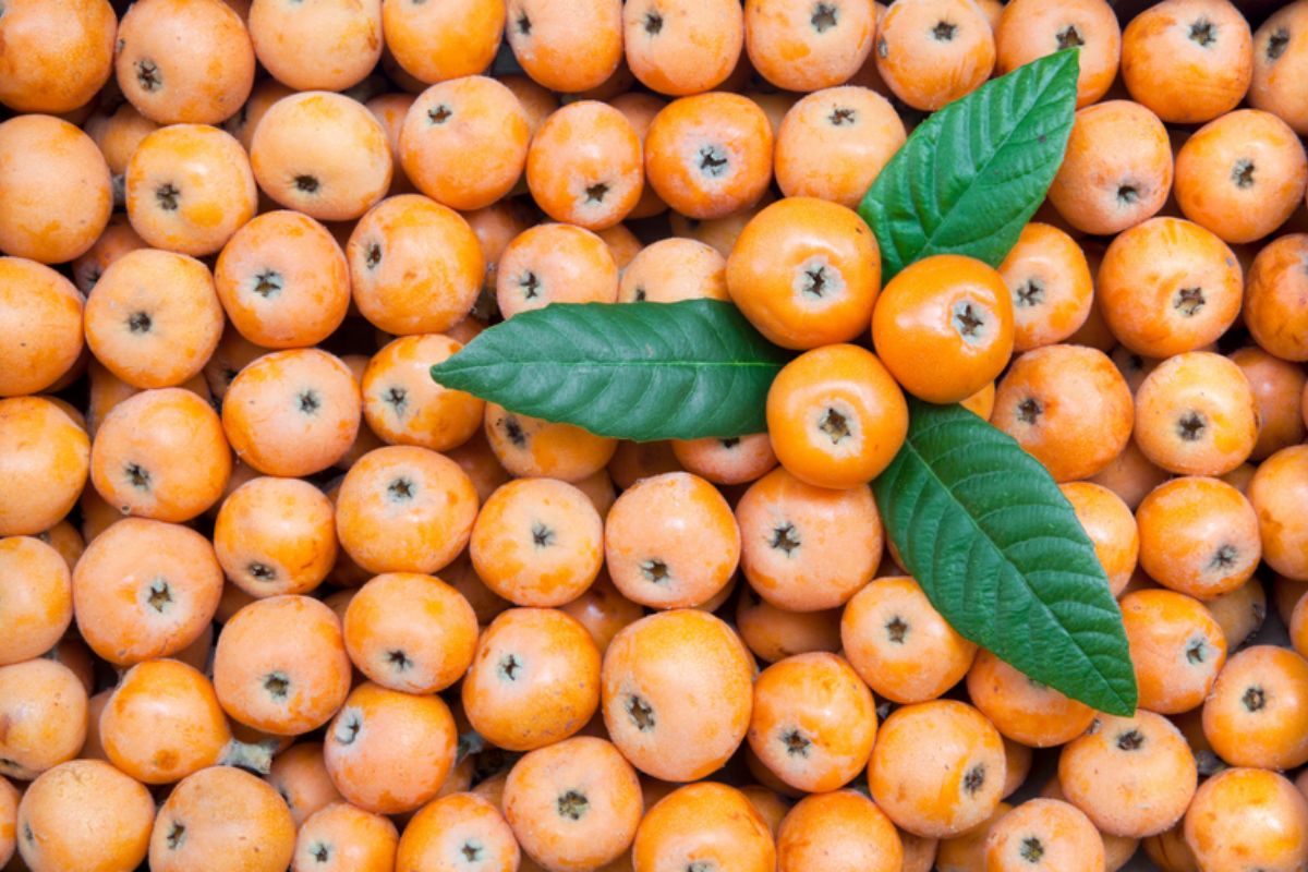 NUTSMAN BLOG Mišpule_ Neznámé ovoce plné vitamínů a minerálů 3