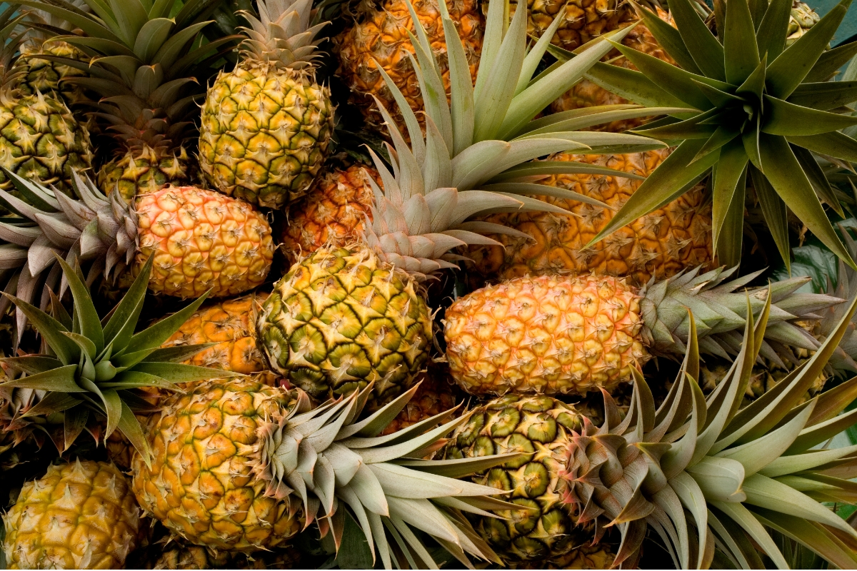 NUTSMAN BLOG Ananas_ Jak roste a co vše s ním můžete vytvořit 4