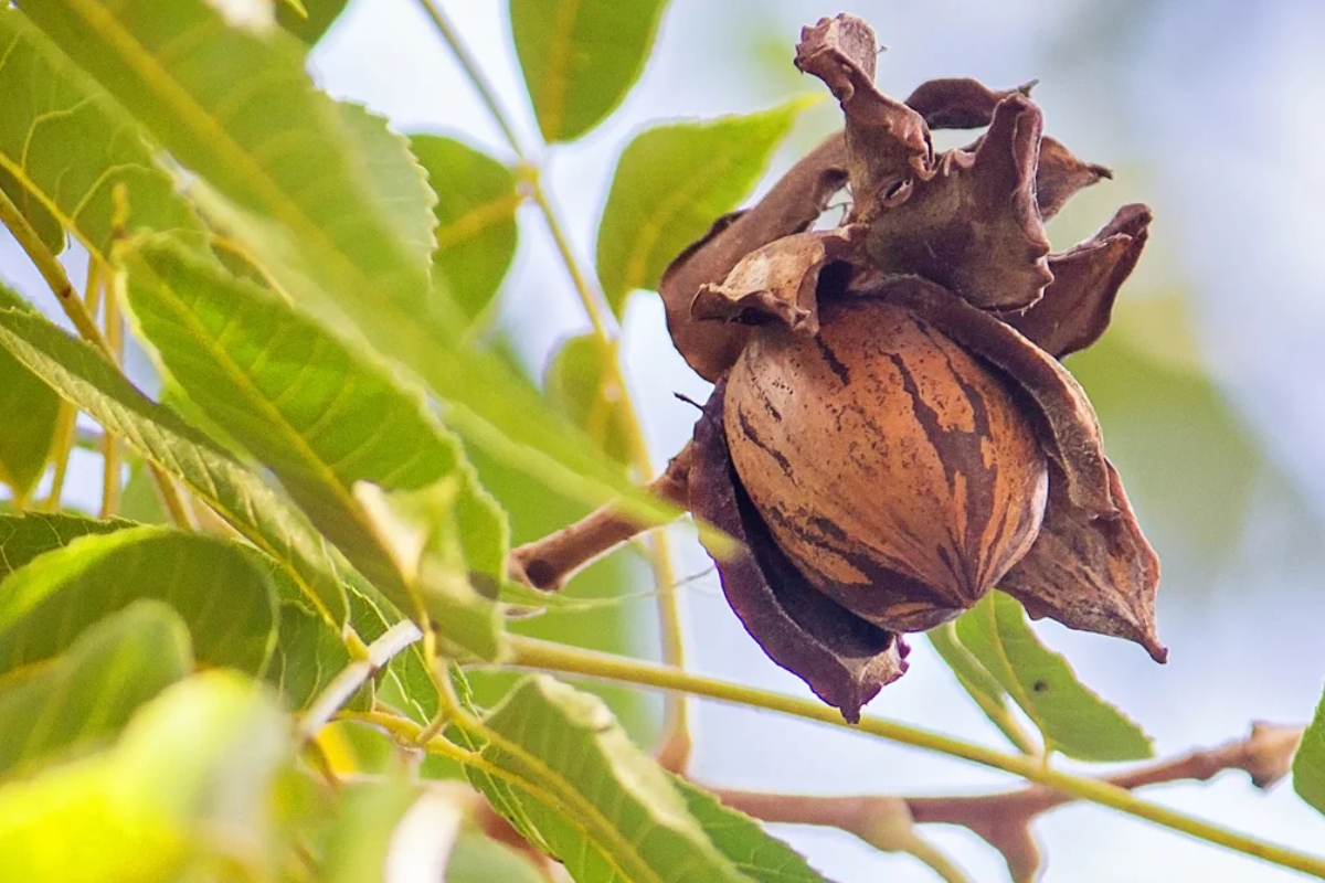 NUTSMAN BLOG Ořech zajímavosti o stromu plném života 4
