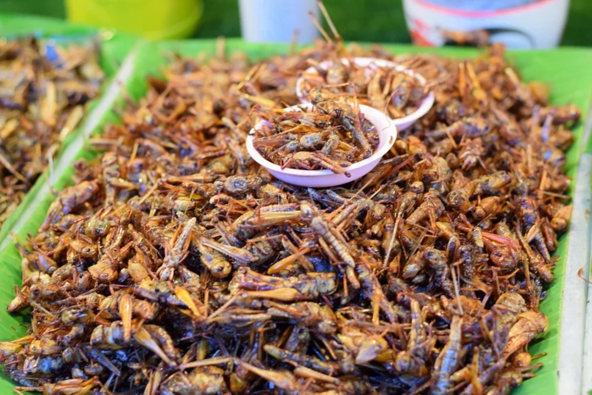 NUTSMAN BLOG Hmyz – Jídlo budoucnosti nebo jen exotická kuriozita_ 4