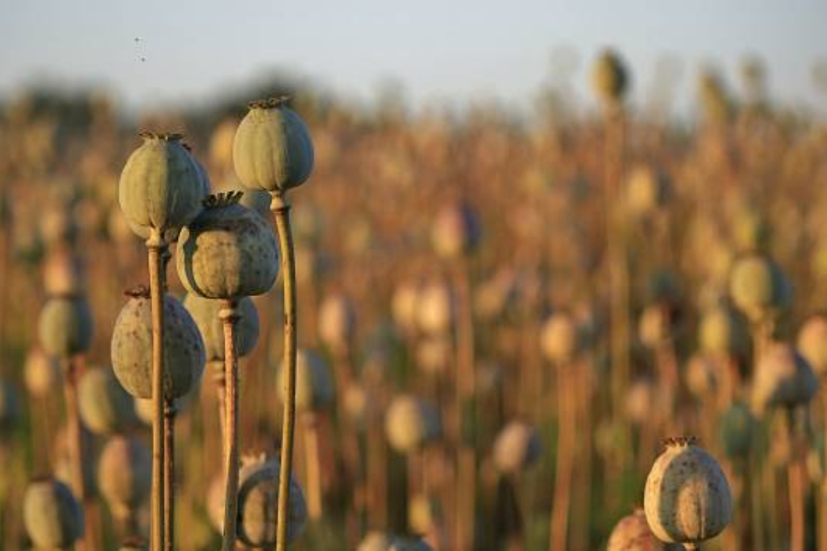 NUTSMAN BLOG Mák – Výživová bomba plná vápníku a zdravých tuků 4