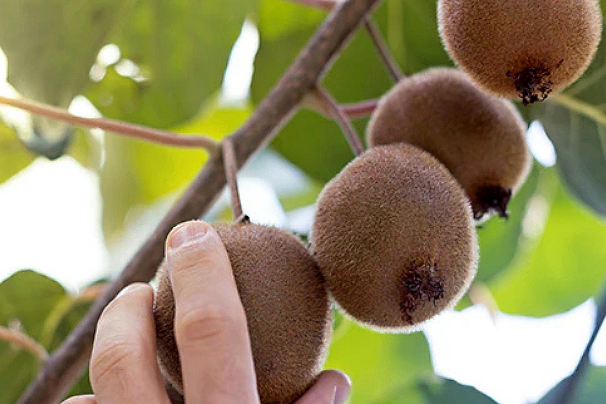 NUTSMAN BLOG Kiwi Super ovoce plné vitamínů pro každý den 4