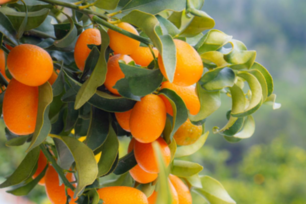 NUTSMAN BLOG Malé ovoce s velkou chutí Kumquat jako exotická lahůdka 4