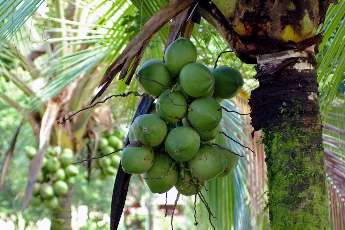 NUTSMAN BLOG Ořech zajímavosti o stromu plném života 5