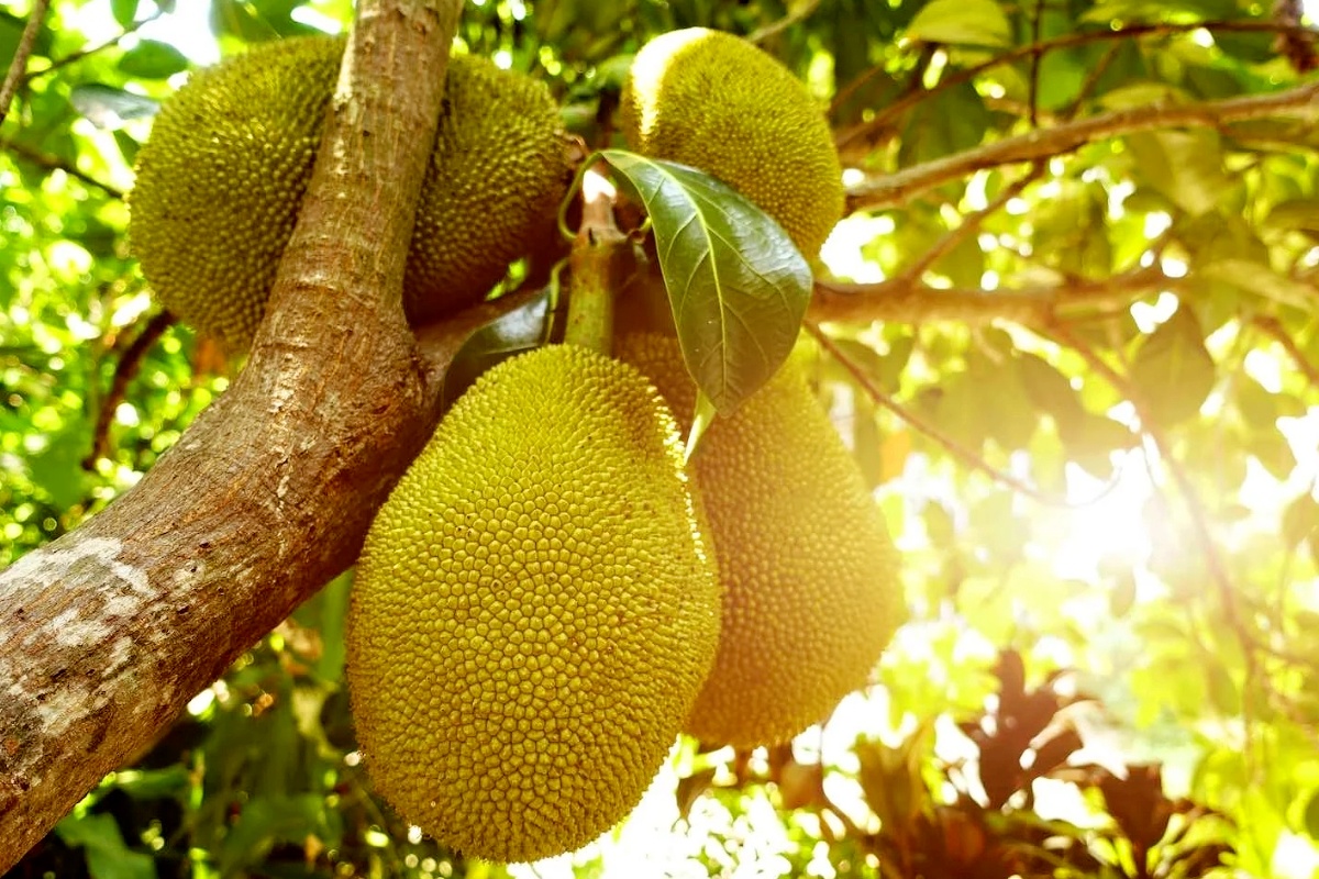 NUTSMAN BLOG_ Jackfruit_ Jak na exotické ovoce a jeho využití v kuchyni 5