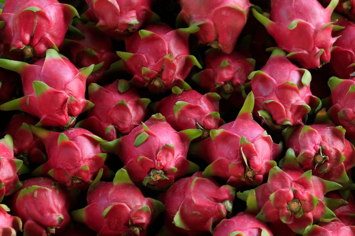 NUTSMAN BLOG Pitahaya - dračí ovoce Exotická lahůdka plná vitaminů 5