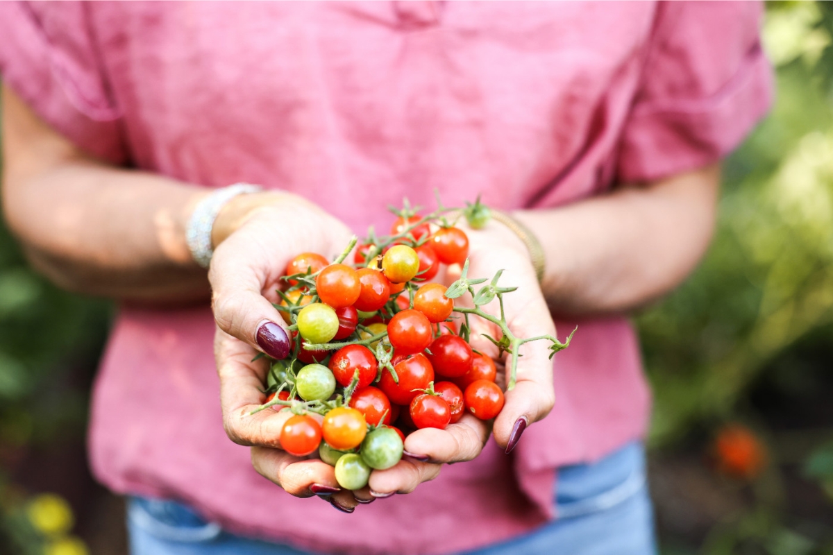 NUTSMAN BLOG Je rajče ovoce nebo zelenina Vědecké i kuchyňské pohledy 6