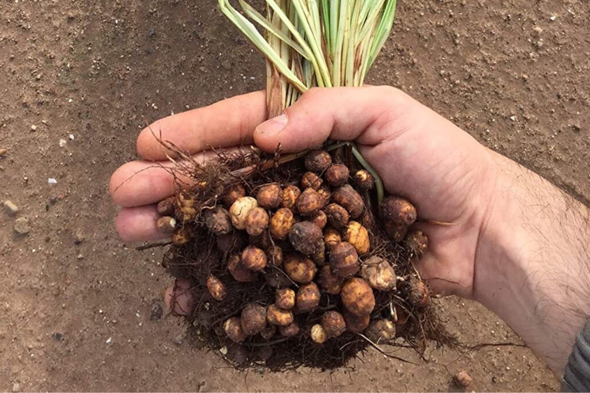 NUTSMAN BLOG Ořech zajímavosti o stromu plném života 6