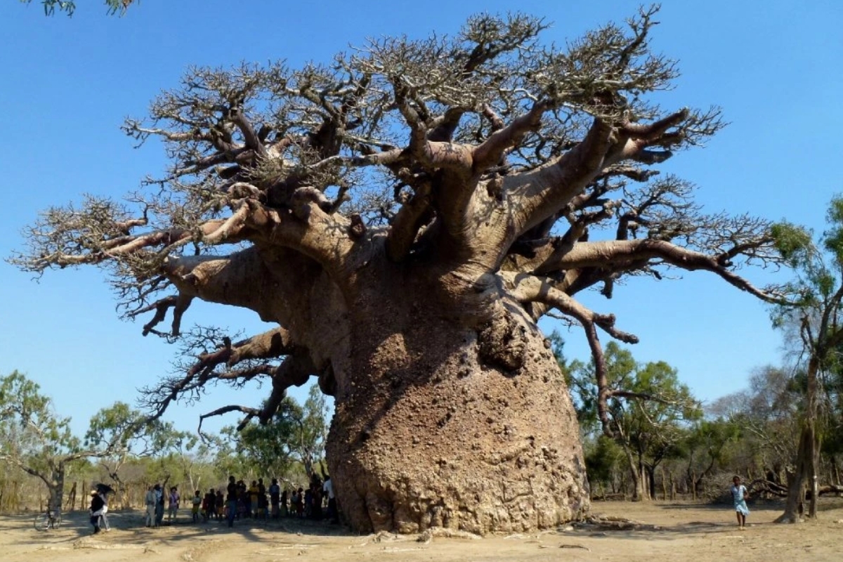 NUTSMAN BLOG Baobab – Superpotravina plná vitamínů a antioxidantů 8