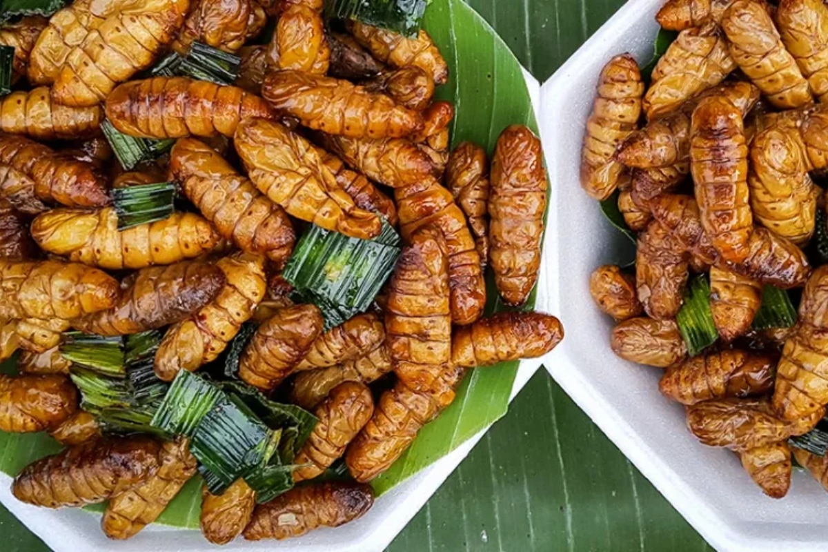 NUTSMAN BLOG Hmyz – Jídlo budoucnosti nebo jen exotická kuriozita_ 6