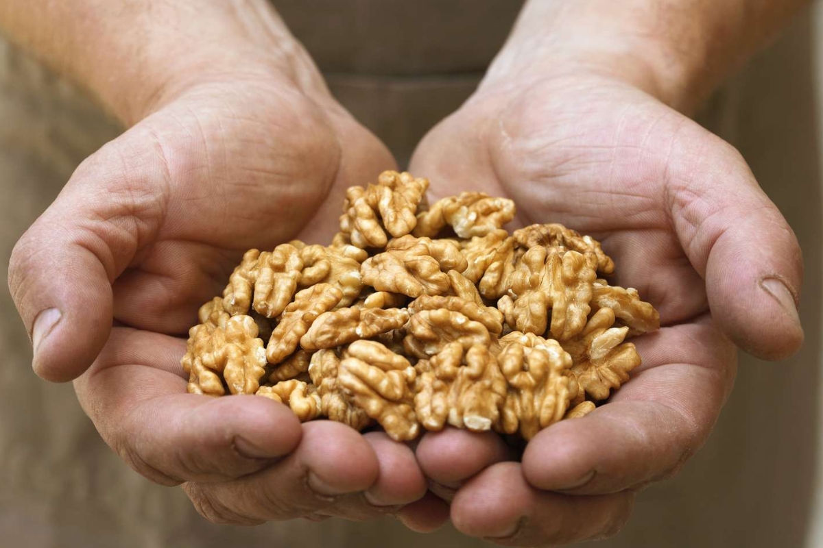 NUTSMAN BLOG Ořech zajímavosti o stromu plném života 7