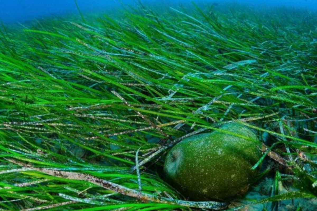 NUTSMAN BLOG Spirulina Superpotravina pro vaše zdraví 12