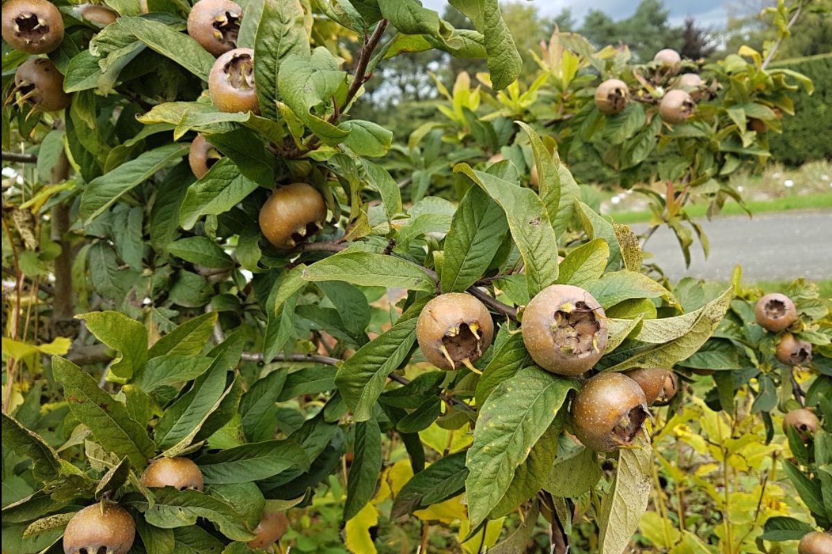NUTSMAN BLOG Mišpule_ Neznámé ovoce plné vitamínů a minerálů 6