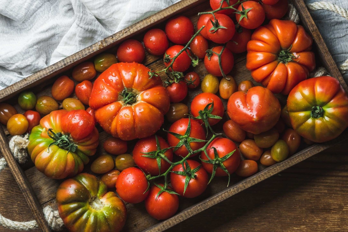 NUTSMAN BLOG Je rajče ovoce nebo zelenina Vědecké i kuchyňské pohledy 7