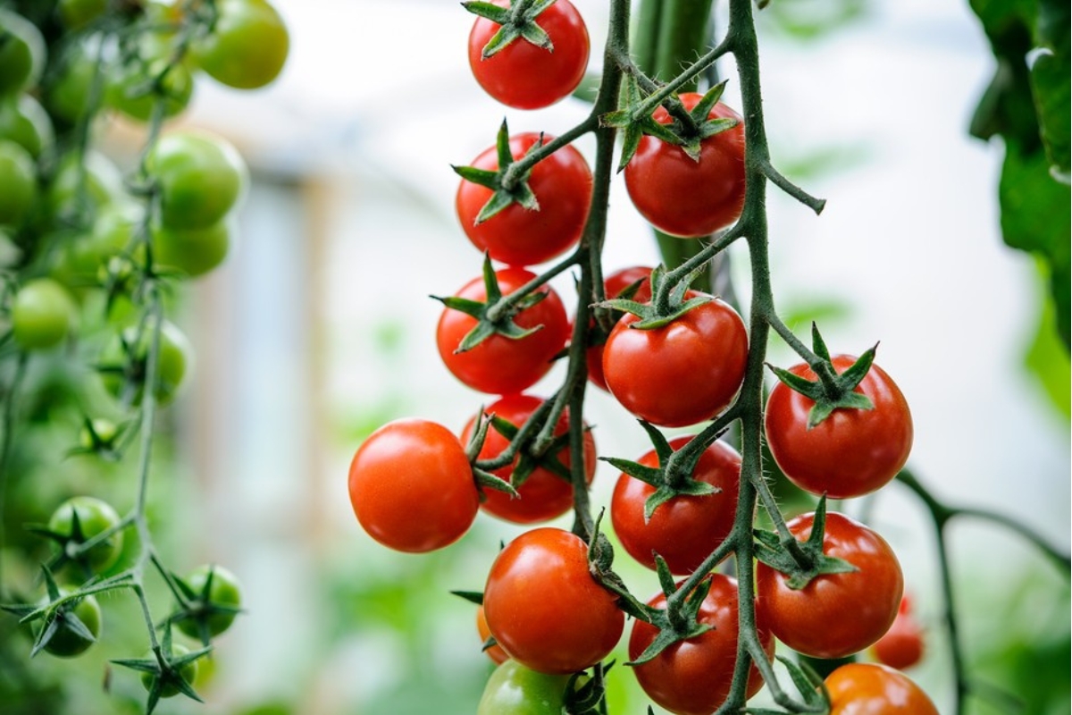 NUTSMAN BLOG Je rajče ovoce nebo zelenina Vědecké i kuchyňské pohledy 8