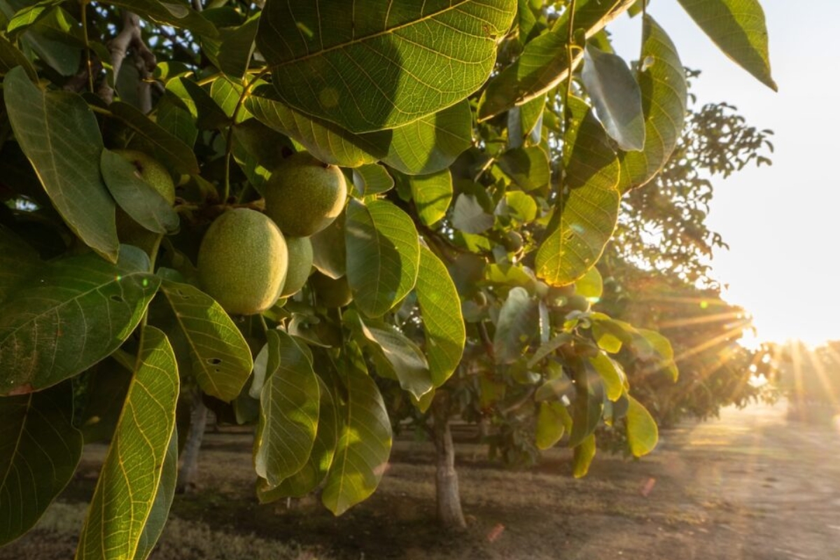 NUTSMAN BLOG Ořech zajímavosti o stromu plném života 8