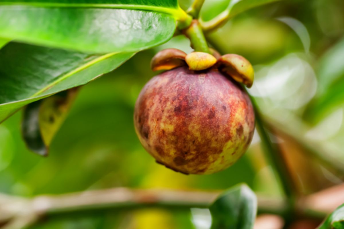 NUTSMAN BLOG Ochutnejte mangostan Zdravotní přínosy a použití 10