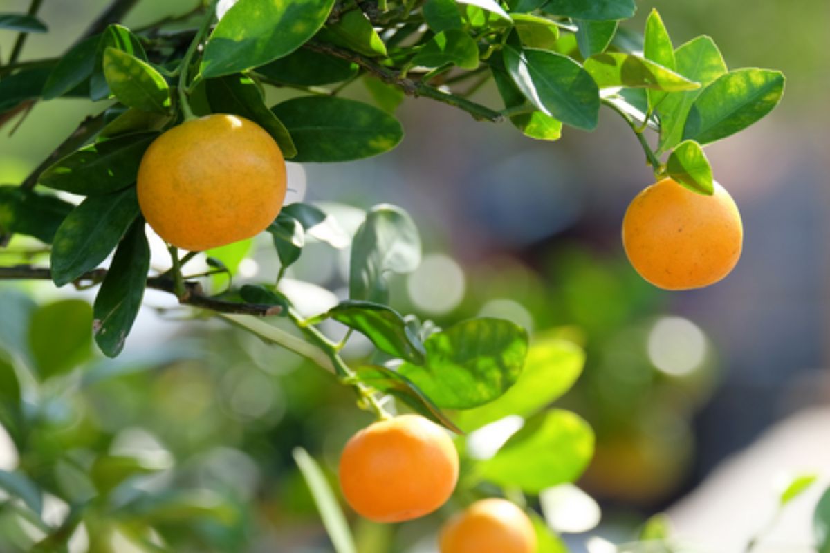 NUTSMAN BLOG Malé ovoce s velkou chutí Kumquat jako exotická lahůdka 10