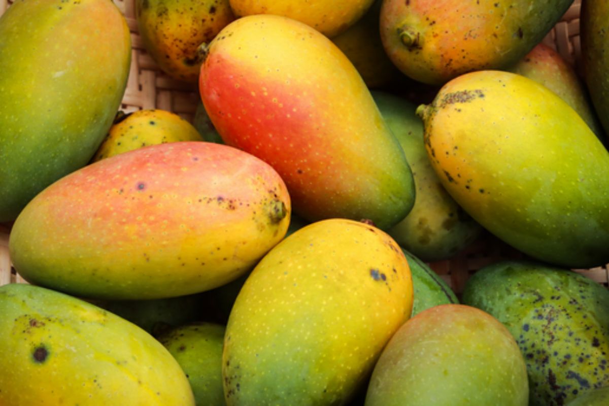 NUTSMAN BLOG Mango Královské ovoce plné chuti 12