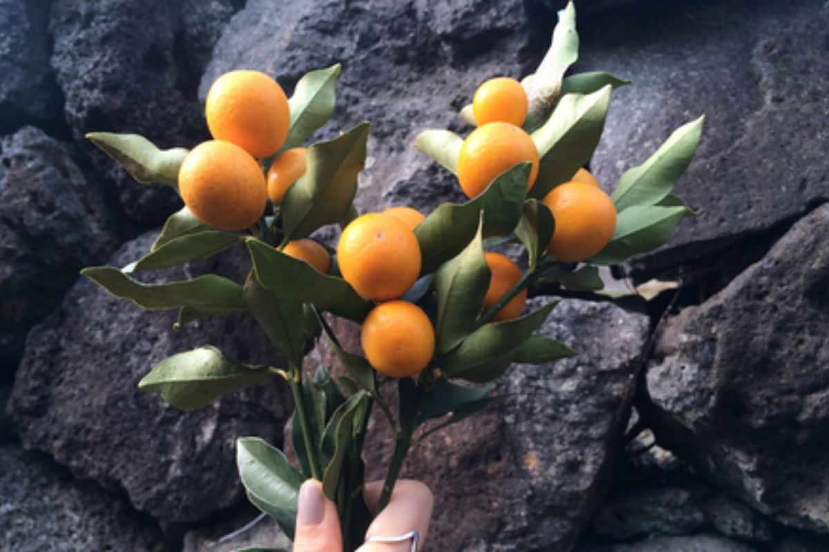 NUTSMAN BLOG Malé ovoce s velkou chutí Kumquat jako exotická lahůdka 19