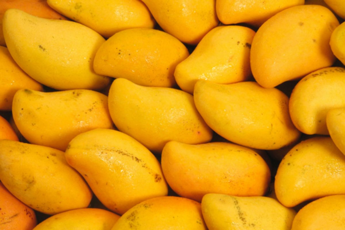 NUTSMAN BLOG Mango Královské ovoce plné chuti 13