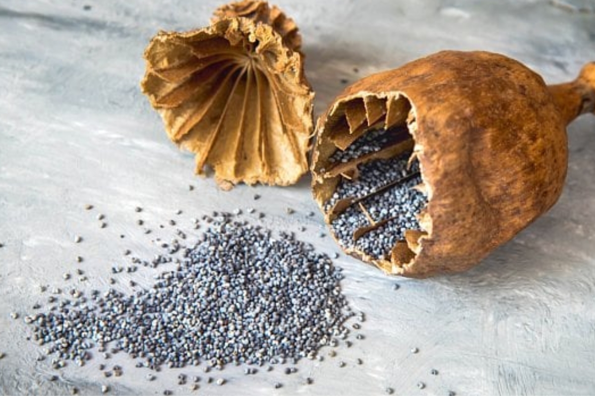 NUTSMAN BLOG Mák – Výživová bomba plná vápníku a zdravých tuků 11