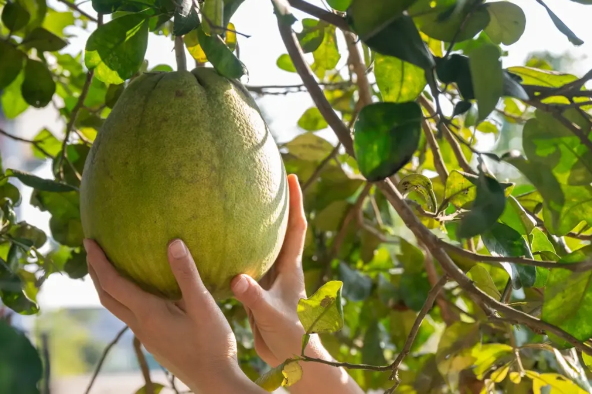 NUTSMAN BLOG Pomelo – Osvěžující citrus s překvapivými účinky na zdraví 11
