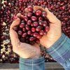 Coffeespot Honduras Marcala SHG Washed 4