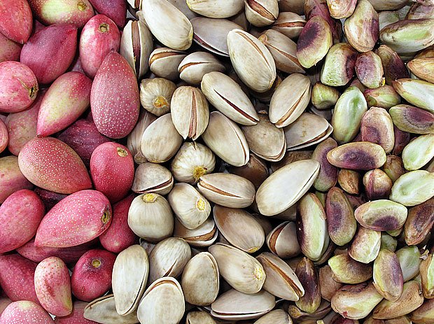 Pistácie - Řečík pistáciový