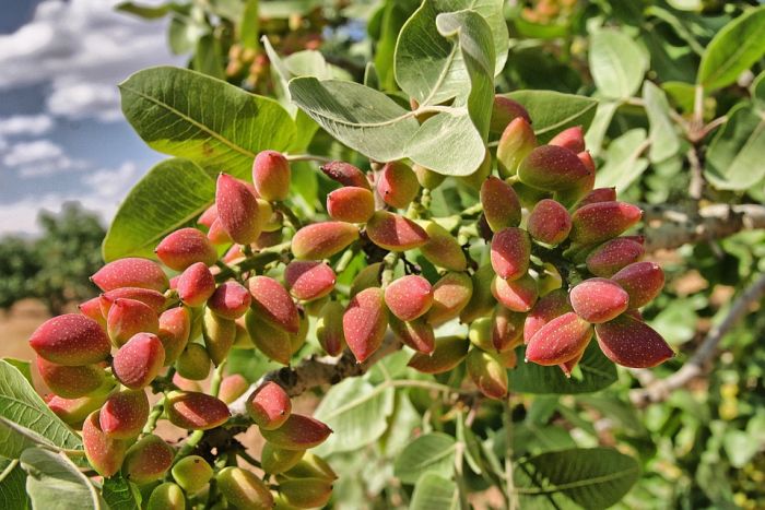 Recik Pistaciovy