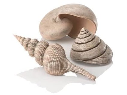 biOrb Sea shells natural