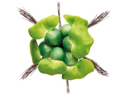 Rostliny do jezírka