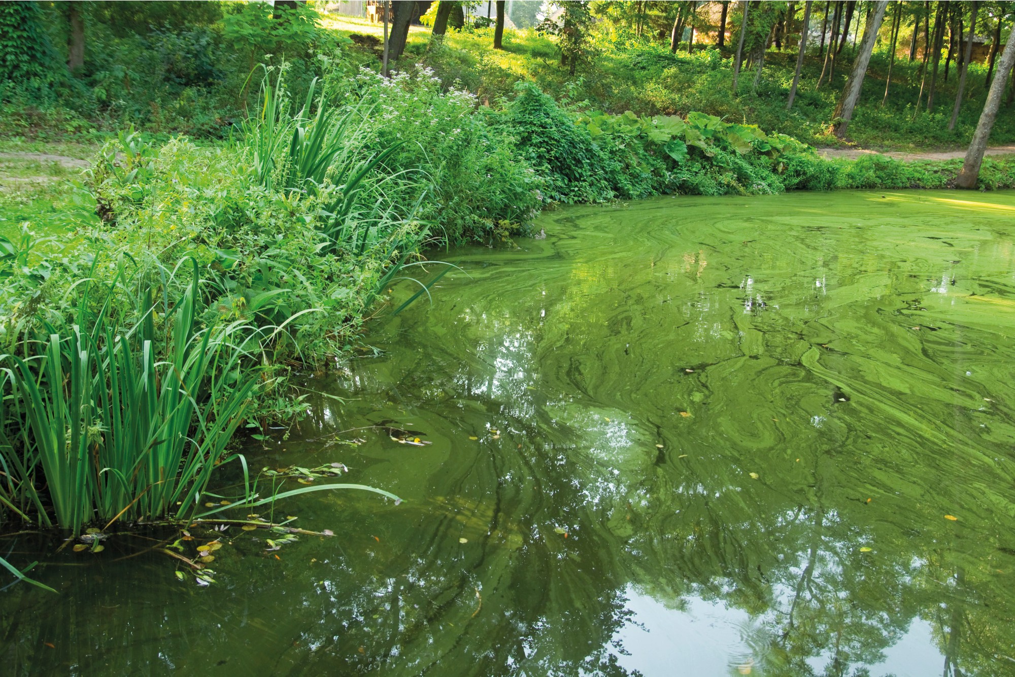 Oase AquaActiv AlGo Greenaway 500 ml - přípravek na zelenou vodu