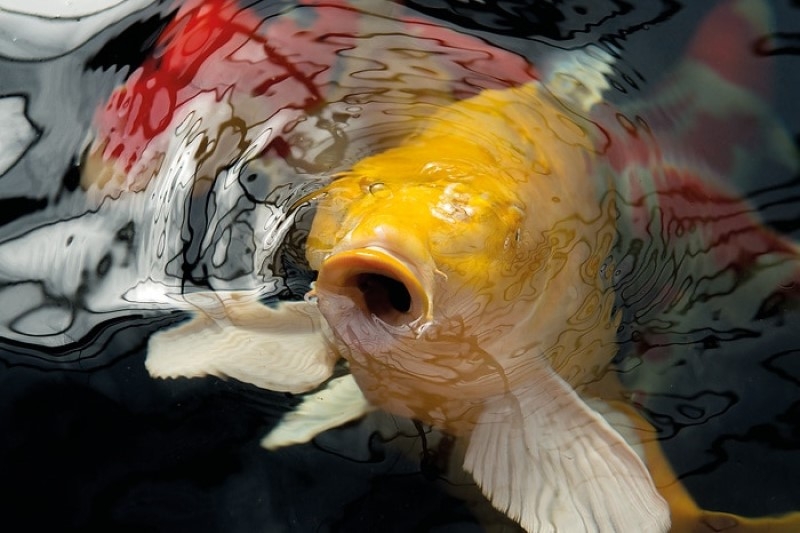 Oase DYNAMIX Koi Pellets Small 4 l - krmivo